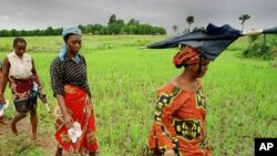 Des champs de riz (AP) 