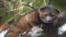 An "olinguito (Bassaricyon neblina)," described as the first carnivore species to be discovered in the American continents in 35 years, is pictured in a cloud forest in South America.