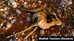 A dead antelope is seen in the veld near Groblershoop, South Africa, December 6, 2019. (REUTERS/Shafiek Tassiem)