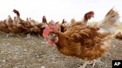 ​ໄກ່​ຍ່າງ​ຢູ່​ໃນ​ຄອກ​ຂອງ​ຟາມ​ປອດ​ສານ​ພິດ​ແຫ່ງ​ນຶ່ງ​ໃນ​ເມືອງ ວໍ​ຄອນ, ລັດ ໄອ​ໂອ​ວາ, 21 ຕຸ​ລາ 2015.