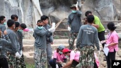 Wildlife officials sedate a tiger at the "Tiger Temple" in Saiyok district in Kanchanaburi province, west of Bangkok, Thailand. Wildlife officials in Thailand on Monday began removing some of the 137 tigers held at a Buddhist temple following charges the animals were treated poorly. (AP Photo) 