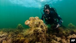 In this Sunday, Sept. 14, 2008 underwater photo, a diver observes a pen shell on the seabed in the Aegean Sea. A new parasite is devastating populations of an emblematic giant species of clam found only in the Mediterranean. (Yiannis Issaris via AP)