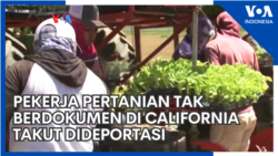 Pekerja Pertanian Tak Berdokumen di California Takut Dideportasi