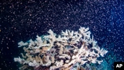 Great Barrier Reef, Australia, 23 November 2021.(Gabriel Guzman/Calypso Productions via AP)