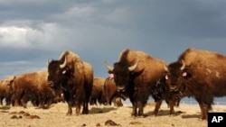 The arrival of white settlers on the Great Plains marked the beginning of the end for the horse and buffalo culture of the Indians.