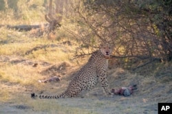 In this photo provided by Briana Abrahms, a male cheetah, named Qamar, has a fully belly after making a kill in northern Botswana on July 17, 2015. He wears a GPS collar as part of a study.(Briana Abrahms via AP)