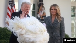 Presiden AS Donald Trump mendampingi Ibu Negara Melania Trump dalam acara tradisi pengampunan kalkun menjelang Hari Bersyukur atau Thanksgiving di Rose Garden, Gedung Putih, Washington, Selasa, 24 November 2020