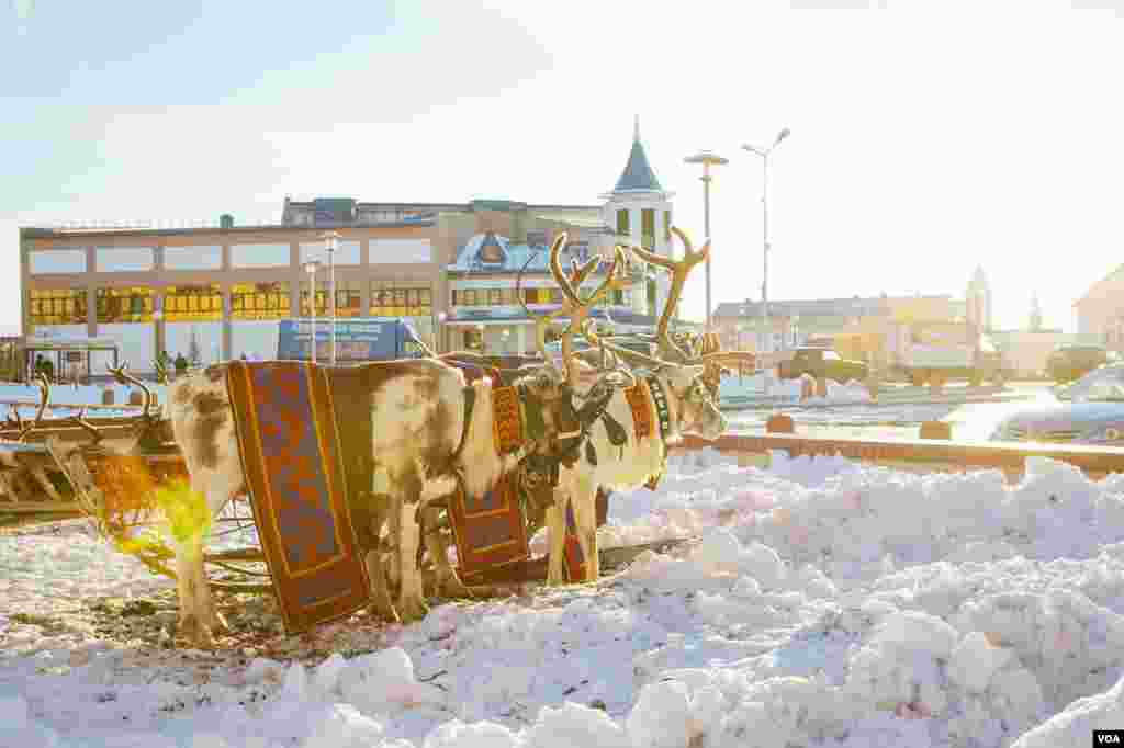 There as many as half a million reindeer in the Yamalo-Nenets Autonomous Region, the world center for raising reindeer. (V. Undritz for VOA)
