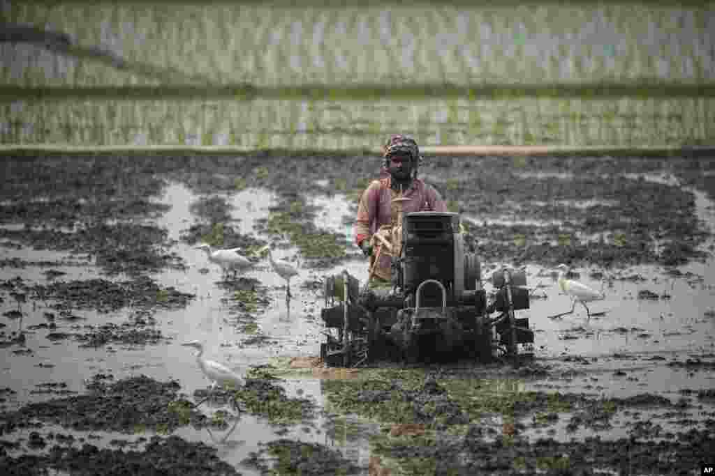 کشتزار شالی در حومهٔ شهر گواهاتی در هند