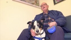 Researchers Test Cannabis Drug for Dogs' Pain, Seizures