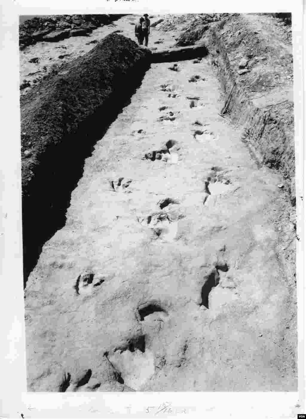 The chase tracks were divided into segments and shipped off to different museums.&nbsp;(R.T. Bird from the Collections of the Vertebrate Paleontology Laboratory, The University of Texas at Austin)