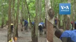 Plan d'urgence pour les "saigneurs" de caoutchouc