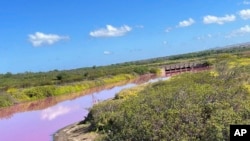 This Nov. 8, 2023, photo provided by Leslie Diamond shows the pond at the Kealia Pond National Wildlife Refuge on Maui, Hawaii, that turned pink on Oct. 30, 2023. (Leslie Diamond via AP)