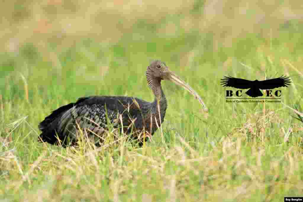 ​​The giant Ibis, Cambodia&rsquo;s national bird, is currently one of the critically endangered species of bird. (Photo by Suy Senglim)