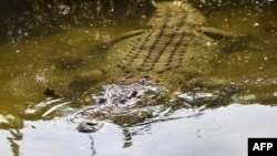 Un crocodile dans un étang à Dili, au Timor oriental, le 22 juin 2019.