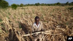 FILE - James Tshuma, a farmer in Mangwe district in southwestern Zimbabwe, stands in the middle of his dried up crop field amid a drought in Zimbabwe, March, 22, 2024. The World Food Program said on Aug. 6 that it had raised 20% of aid funding needed for Southern African nations.