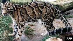 Une panthère nébuleuse (AFP) 