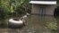 A man pulls a giant jar in flood waters on a street in Kandal province, file photo. 