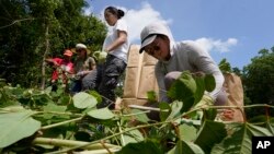 Fin Jonas, of Falmouth, Mass., a member of the Mashpee Wampanoag tribe, top center, and Jessica Tran, right, of St. Paul, Minn., work to remove invasive plant species at the Wampanoag Common Lands project, in Kingston, Mass., Tuesday, Aug. 2, 2022. (AP Photo/Steven Senne)