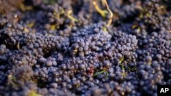 Anggur Pinot noir yang baru dipetik di Napa, California, 29 Agustus 2-14. Para petani anggur menggunakan Klorpirifos untuk membunuh hama-hama yang menyerang tanaman, seperti anggur, almon dan kapas.

