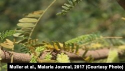 Ripoti iliyowahi kuchapishwa katika Jarida la Afya Malaria Journal limeonyesha mahali ambako chakula ni kichache mbu hawaishi muda mrefu na idadi yao hupungua kwa asilimia 69.