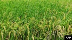 VN có thể chiếm vị trí xuất khẩu gạo hàng đầu thế giới trước 2015