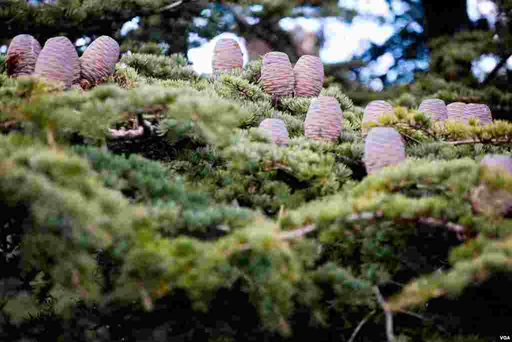 Cedar cones grow upward from a green carpet of flat boughs. (V. Undritz for VOA)