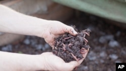 Worms turn food waste into compost to improve the soil. (Alison Klein/VOA)