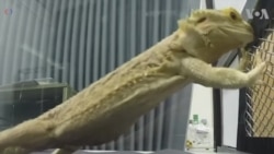 อุณหภูมิส่งผลต่อการปรับตัวและพฤติกรรมการเรียนรู้ของ 'มังกรเครา'