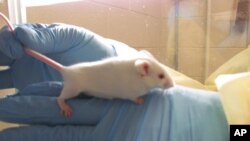 Miševi u laboratoriji (arhivska fotografija)