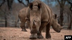 Dua ekor badak yang dilindungi terlihat di taman suaka Kahya Ndlovu, Hoedspruit, Afrika Selatan (foto: ilustrasi). Ilmuwan kini menggunakan cara baru untuk melacak jenis hewan tertentu tanpa harus menangkap mereka. 