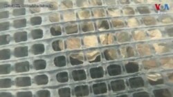 ផលប៉ះពាល់​មុខ​ពីរ​នៃ​បម្រែបម្រួល​អាកាសធាតុ និង​របៀប​ដោះស្រាយ​បញ្ហា​នេះ