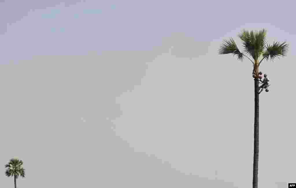 An Indian &quot;toddy tapper&quot;, who collects the sap from palm trees to make arrack, climbs a tree with clay pots to fill up with the liquid at Bibi Nagar in Nalgonda District, some 40 kilometers from Hyderabad, India.