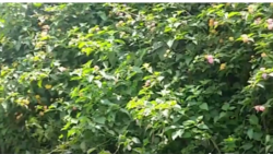 Quiz - Jewelweed in the Garden: Pretty and Possibly Useful