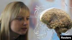 Your brain is amazing. Just don't wash it. 