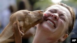 Tables and decorations are set up for the annual Rose Ball at the Monte-Carlo Sporting Club in Monaco during the 71th annual Red Cross Gala.