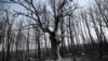Burnt trees are left after a wildfire burned through a forest near Alexandroupoli, Greece, on Aug. 23, 2023.