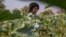 A villager harvests vegetables in a plot that is part of a climate-smart agriculture program funded by the United States Agency for International Development in Chipinge, Zimbabwe, on Thursday, Sept. 19, 2024. (AP Photo/Aaron Ufumeli)