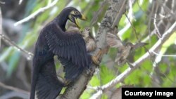 The feathered dinosaur Microraptor pounces on a nest of primitive birds. Both species lived around 120 million years ago in what is now northern China. Credit: Brian Choo