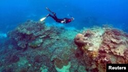 FILE - A man snorkels in an area called the "Coral Gardens" near Lady Elliot Island, on the Great Barrier Reef, off Queensland, Australia, June 11, 2015. 