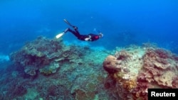 A man snorkels in an area called the "Coral Gardens" near Lady Elliot Island, on the Great Barrier Reef, off Queensland, Australia, June 11, 2015. Scientists recently found similar-looking coral reefs in much deeper water off Tasmania.