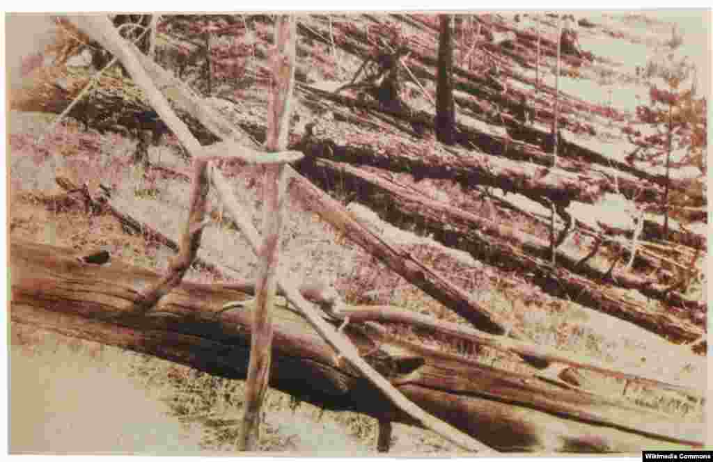 Pohon-pohon yang terbakar saat meteor jatuh di Tunguska, Rusia pada 1908.