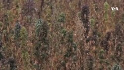 تخریب کشتزارهای چرس در هرات