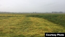 2019년 태풍 링링 피해을 입은 북한 황해남도 벽성군의 벼가 강풍에 쓰러진 모습. 국제적십자 현장 조사단이 제공한 사진이다.