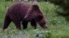 US to Review Ended Protections for Yellowstone Grizzly Bears