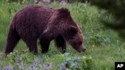 FILE - A grizzly bear roams near Beaver Lake in Yellowstone National Park, Wyoming, July 6, 2011. 