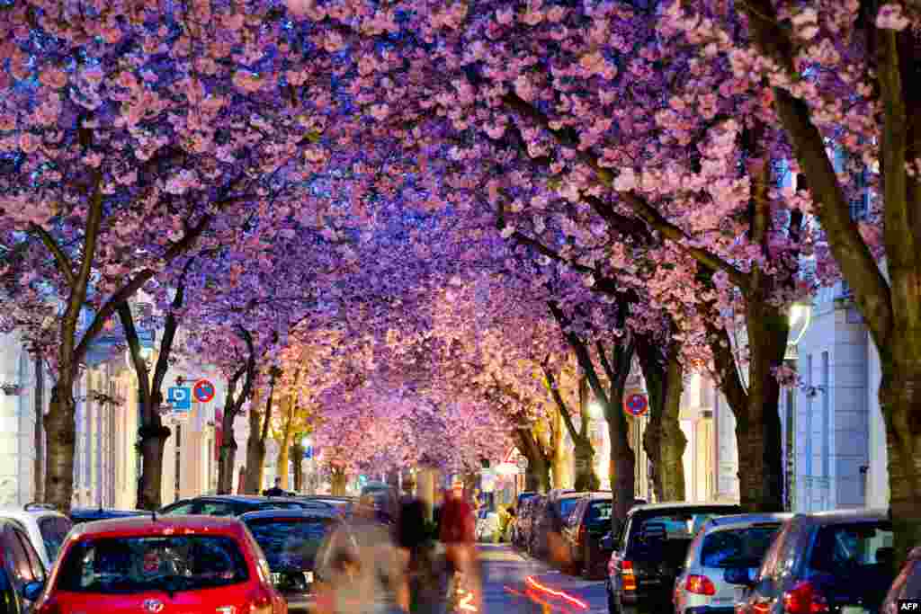 Pohon-pohon sakura yang telah berbunga di sebuah jalan di Bonn, Jerman Barat, 3 April 2014. &nbsp;