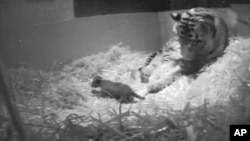 Gambar rekaman video kelahiran bayi harimau Sumatera di Kebun Binatang London, 22 September. 