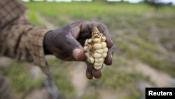 A Zimbabwean subsistence farmer holds a stunted maize cob in his field outside Harare, Jan. 20, 2016.