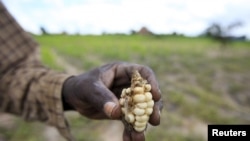 A Zimbabwean subsistence farmer holds a stunted maize cob in his field outside Harare, Jan. 20, 2016. (REUTERS/Philimon Bulawayo)